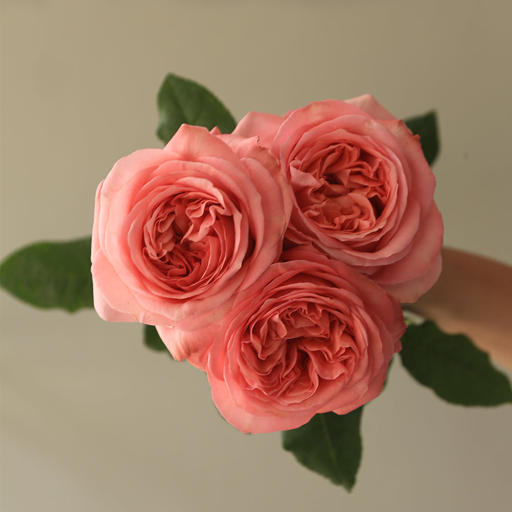 PEONY BEAUTY