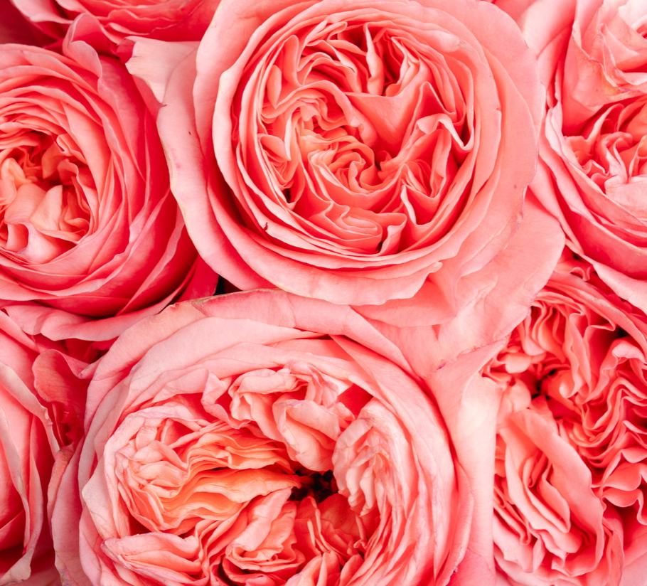 PEONY BEAUTY