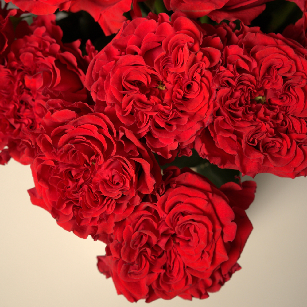 RUBY IMPERIAL